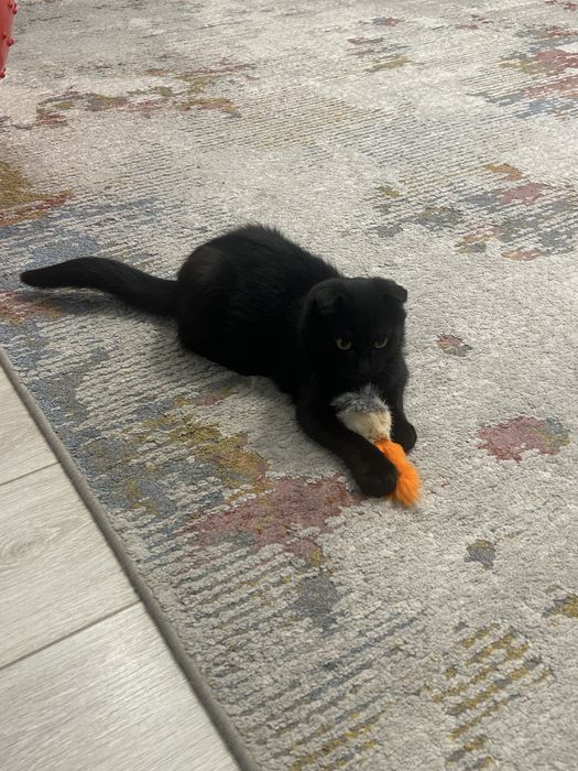 Котенок в добрые руки.