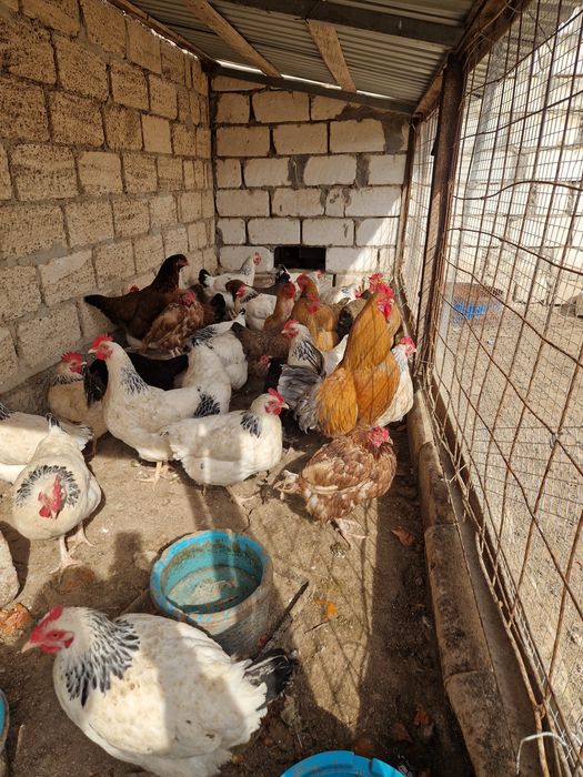 Тауық,әтеш сатылады