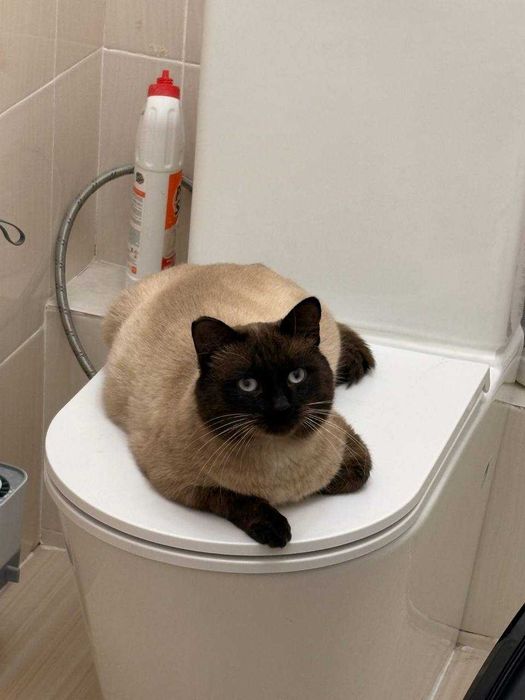 Тайский кот ищет дом
