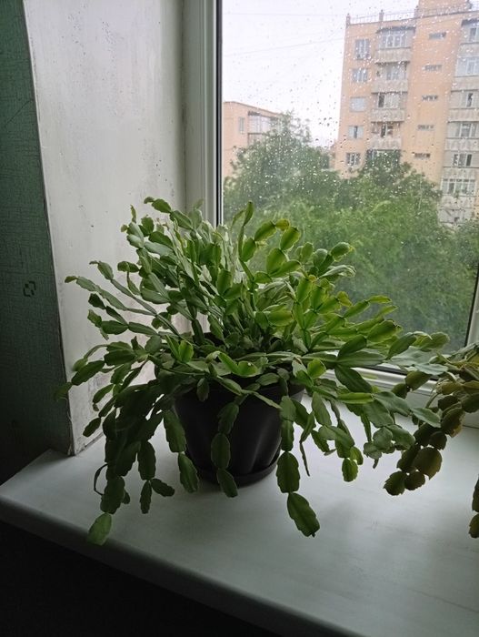 Продам домашние лечебные растения