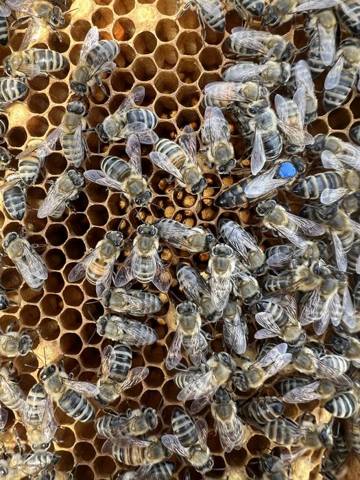 Пчелни майки и отводки