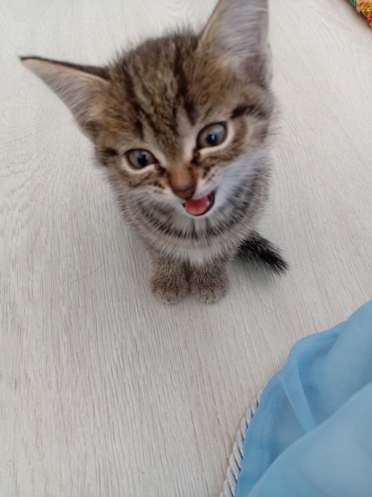бесплатно котята