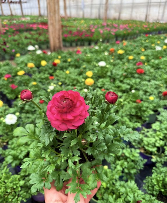 Flori de vanzare, de la producator