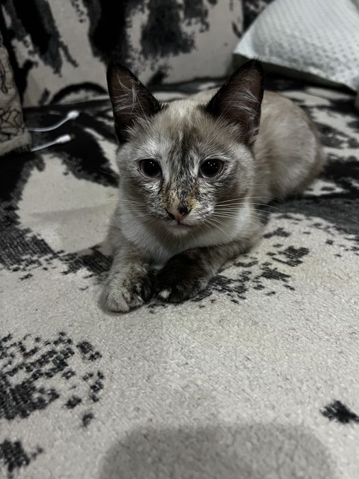 Отдам котенка в добрые руки