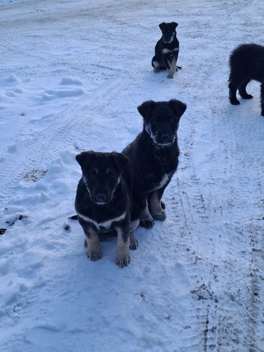 Отдам кутят в добрые руки