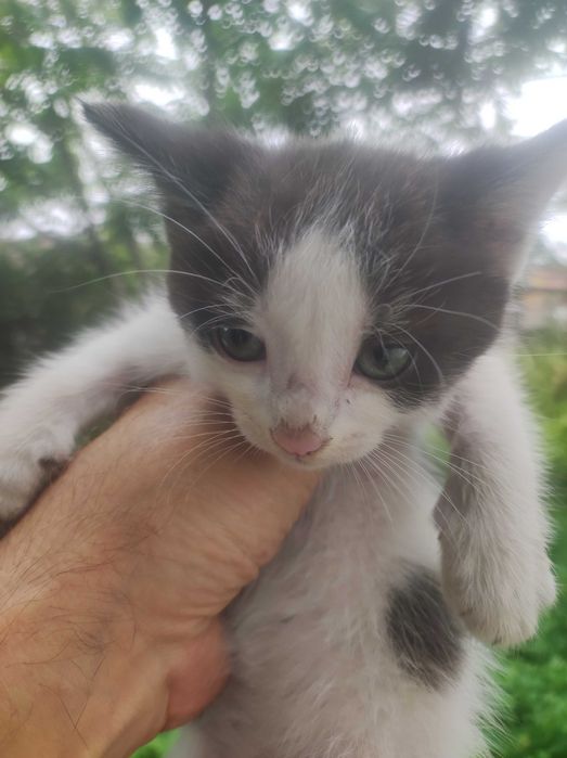 Отдам в добрые руки котят крысоловки