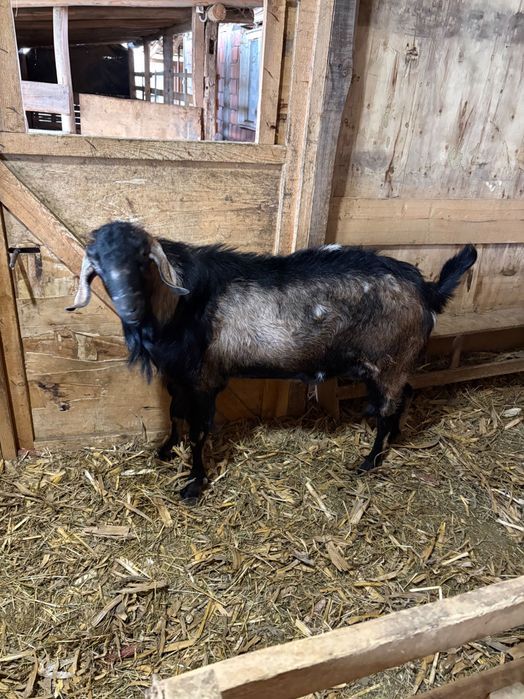 Vand țap angolanibian