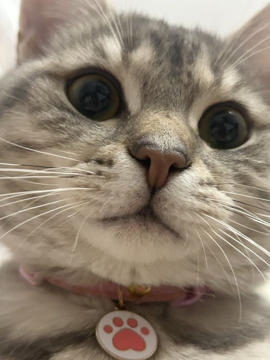 Отдам шотлансдого прямоухого кота
