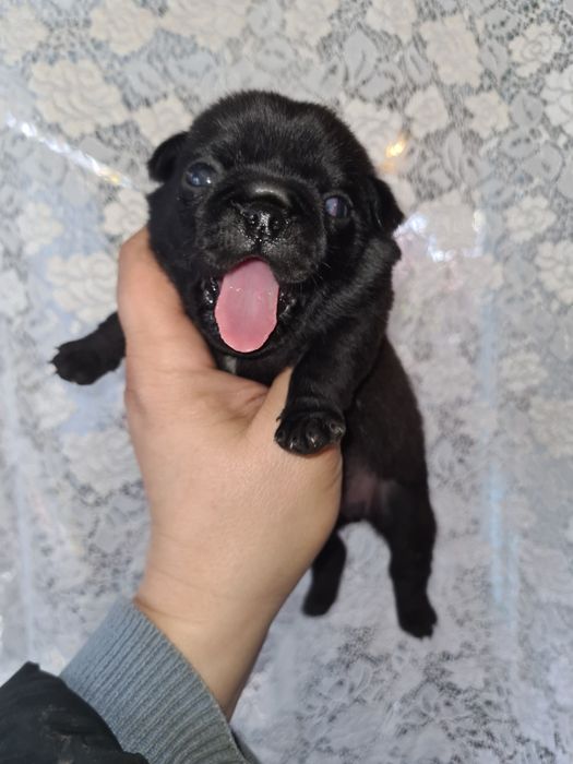 Продам щенков мопса.