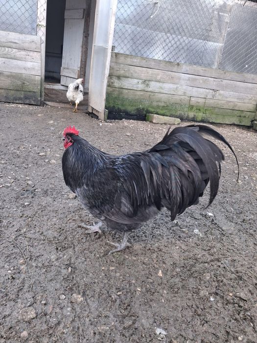 Vând cocoș australorp