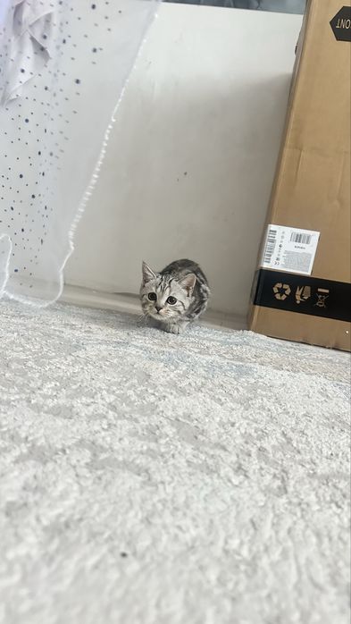 Кошка шотланскийй