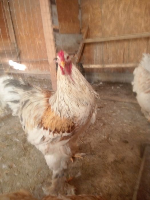 Găini rasă brahma