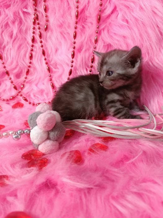 Продам котенка шотландка+бенгал