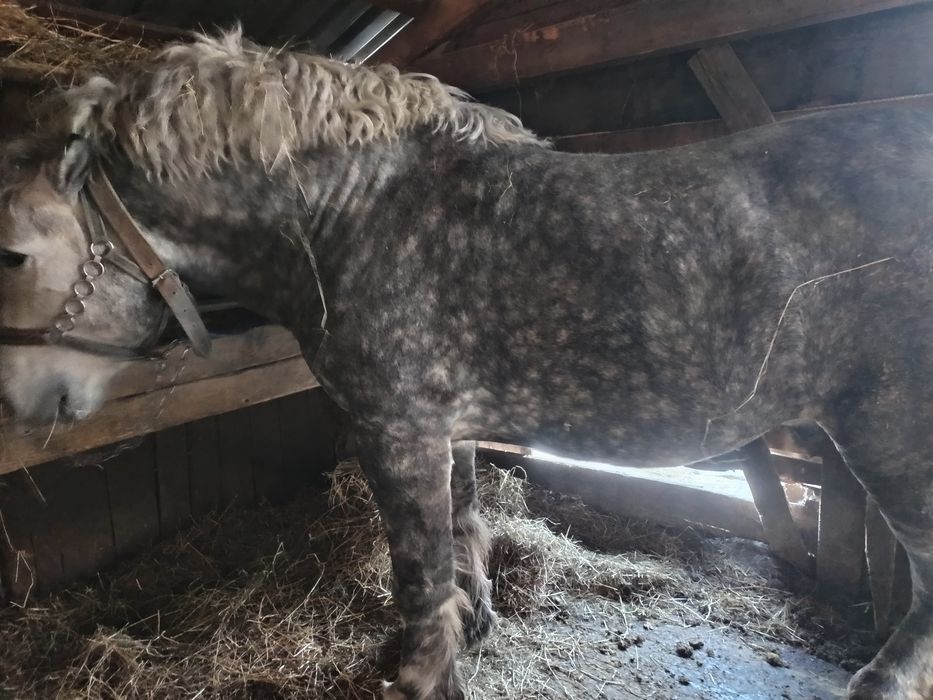 Vând o mânză de un an