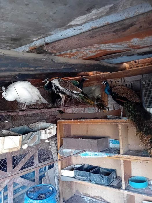 Продавам мъжки пауни