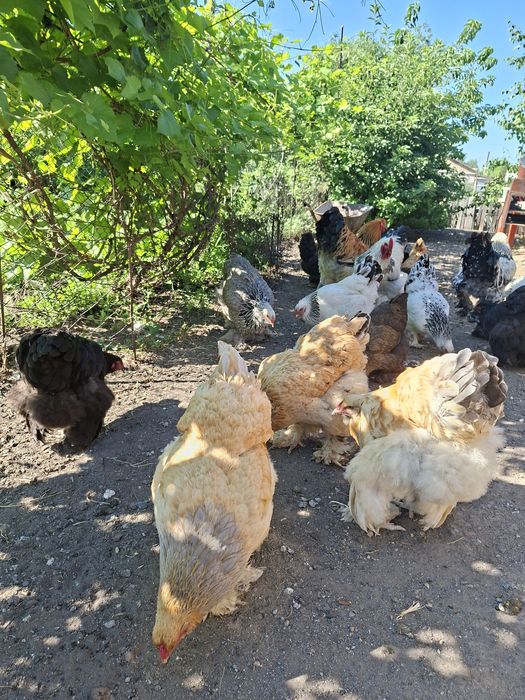 Цыплята брама на продажу