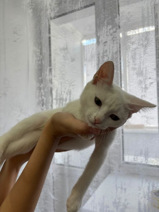 Ищем заботливых хозяев котику