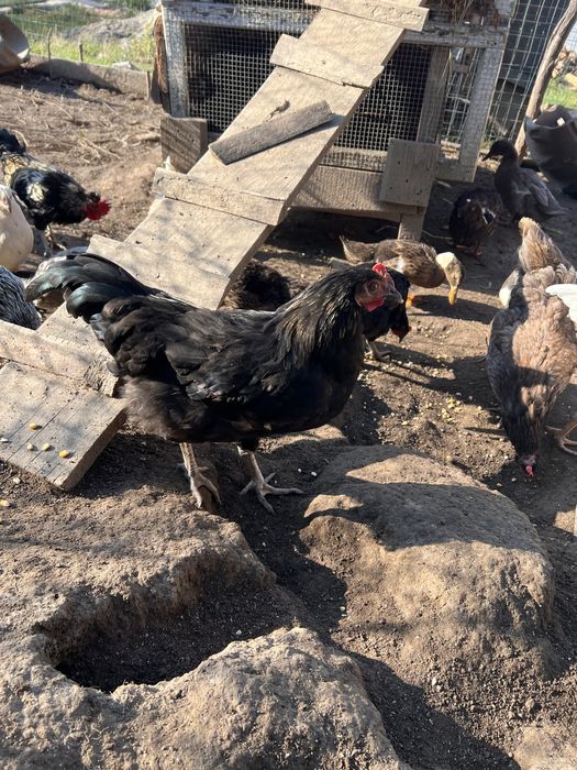 Vand cocosi Australorp