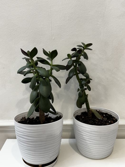 Продам комнатные цветы