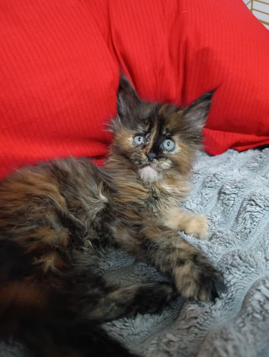 Готовы к продаже котята Мейн-куна