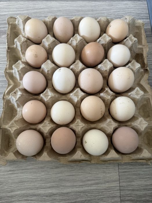 Продаются инкубационные яйца домашних кур