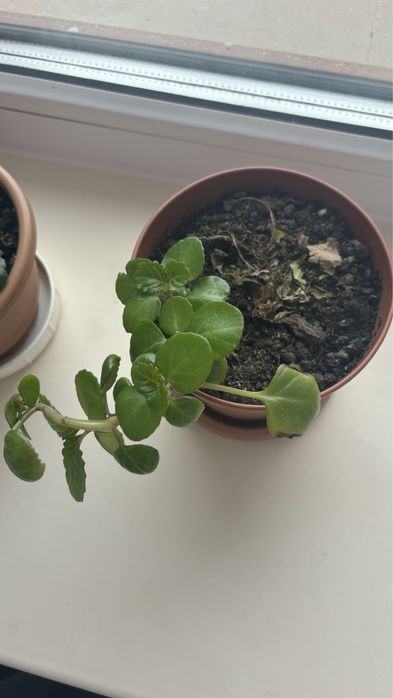 Продам Плектрантус - Шведский плющ