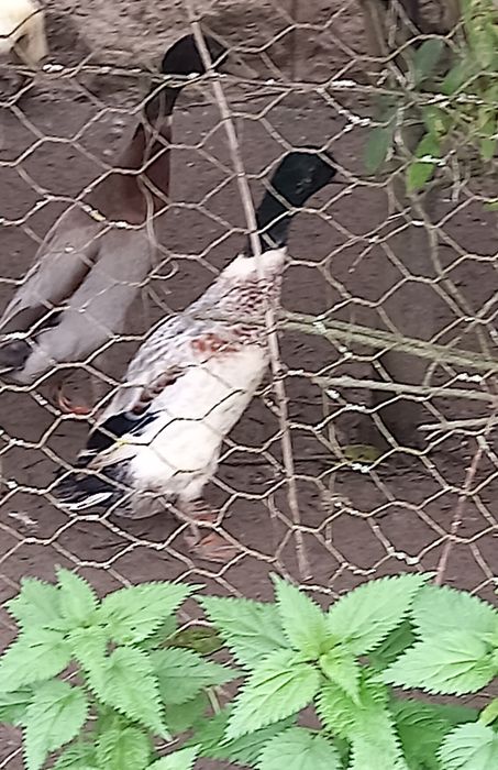 Oua pentru incubat de la rate indiene alergatoare