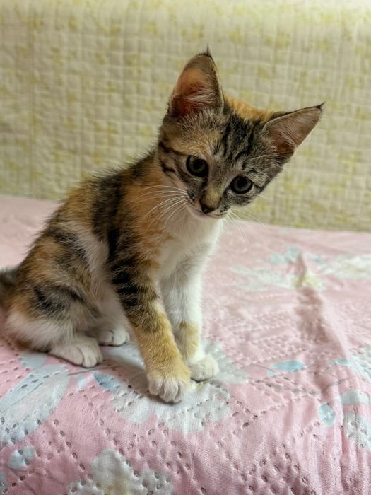 Котенок трехцветная