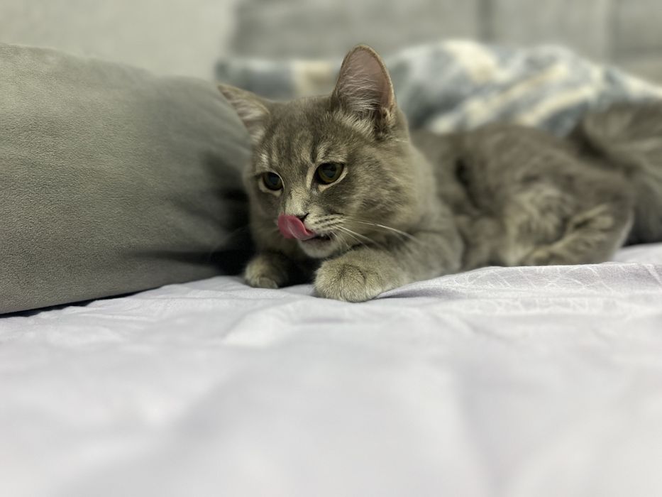 Кошка мальчик породы скоттиш Фолд