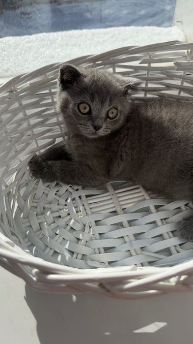 Котенок шотландский