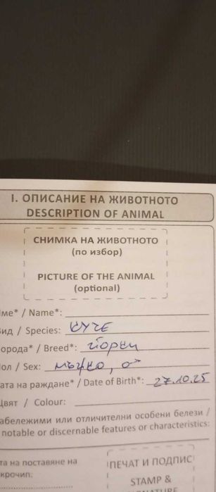 Йорки / Йоркширски Териер