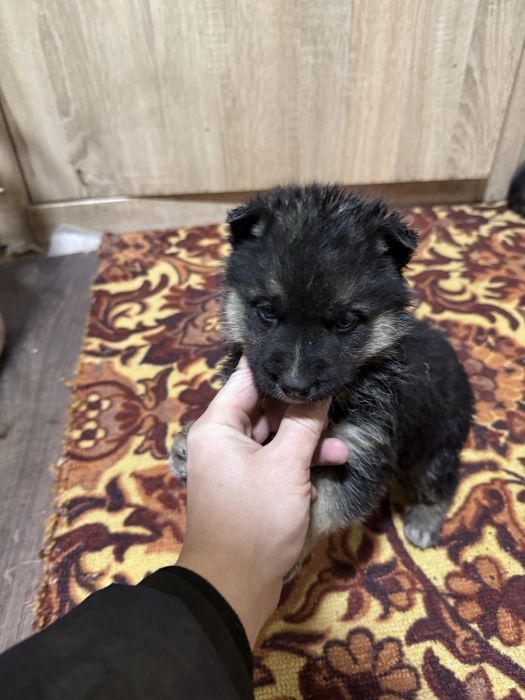 Продам и отдам в хорошие руки щенят