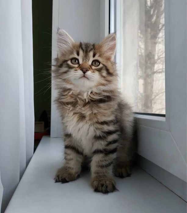 Роскошнейшие Котодетки