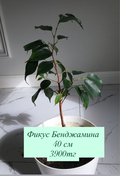 Комнатные растения
