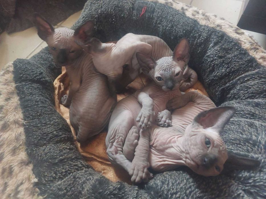 Канадски Сфинкс