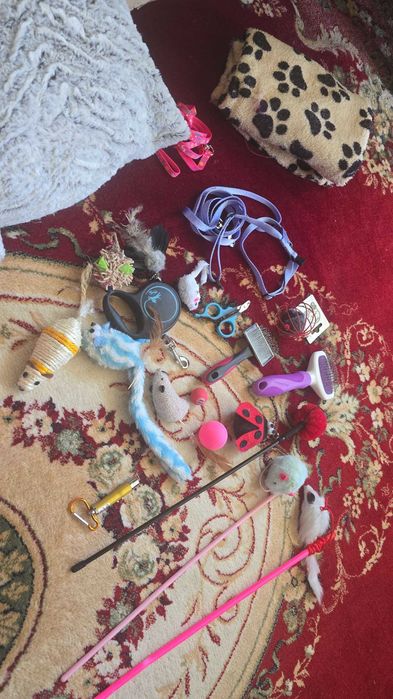 Vand accesorii pisicuta, patutul/lesa pot fi folosite pt catel