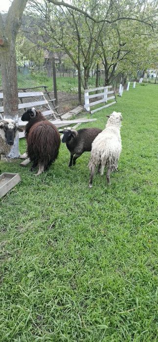 Două oi sterpe si doi noatini