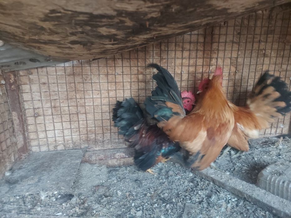 Декоративные петушки Куры