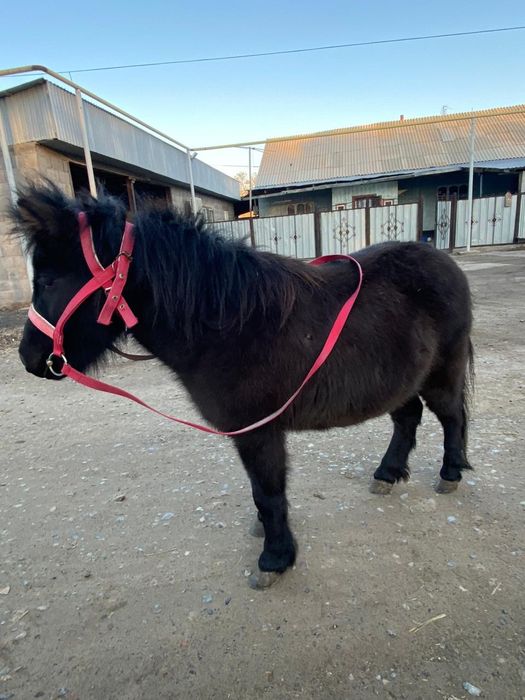 Срочно продам пони