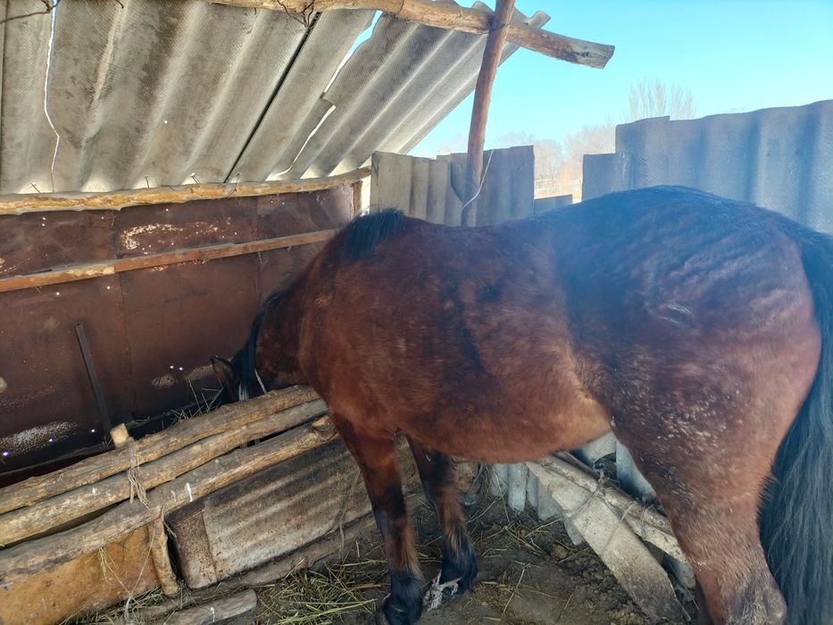 Қысыр ту бие сатылады