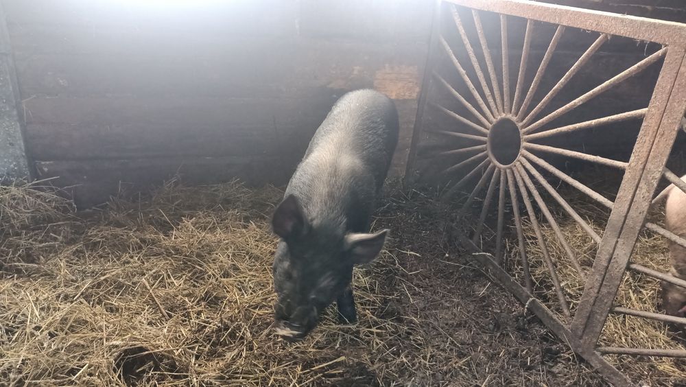 Продам кабанов не кастрированных.