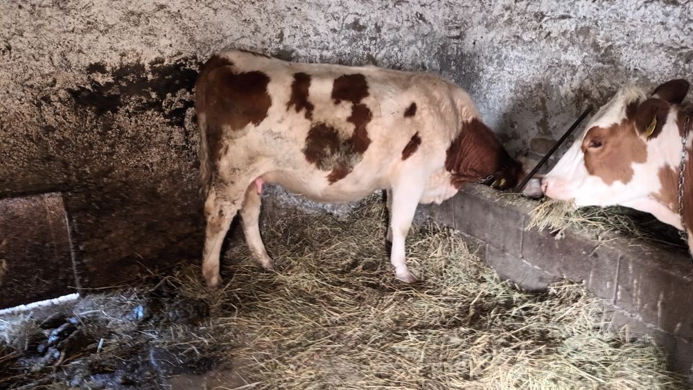 De vînzare 2 fetițe