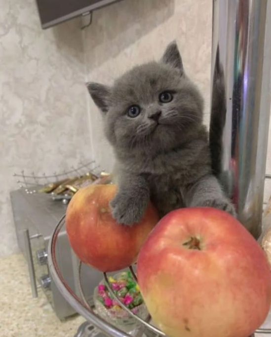 Котенок домашний, умни