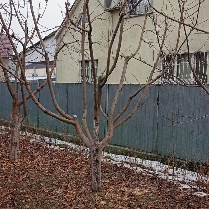 Обрезка,плодовых деревьев.