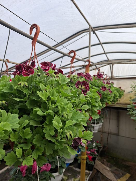 Zambile ,cyclamen și primule