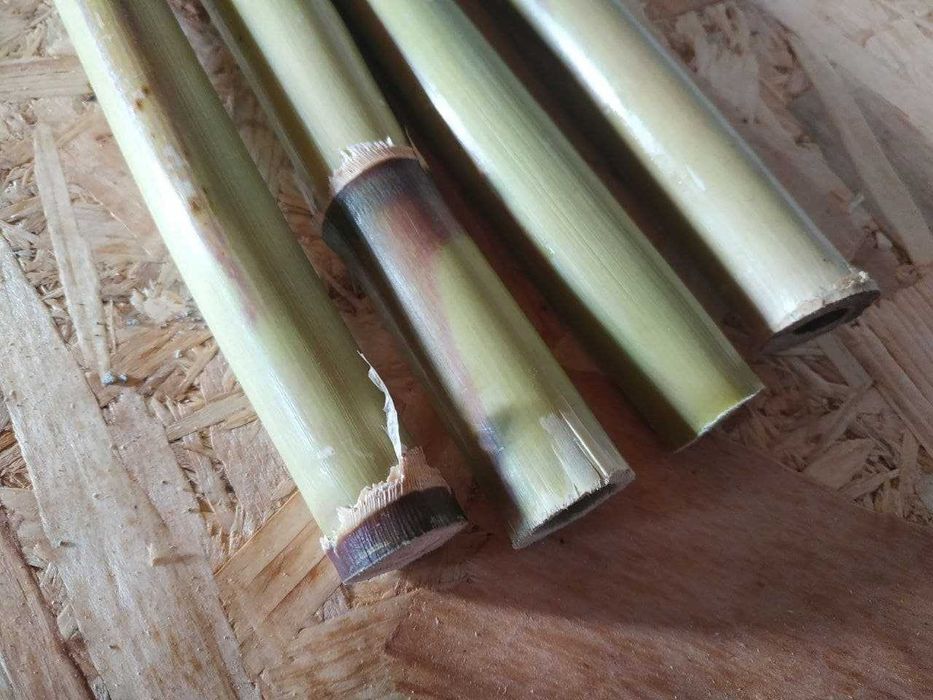 Rizomi Rasad Radacina Bambus - Arundo Donax