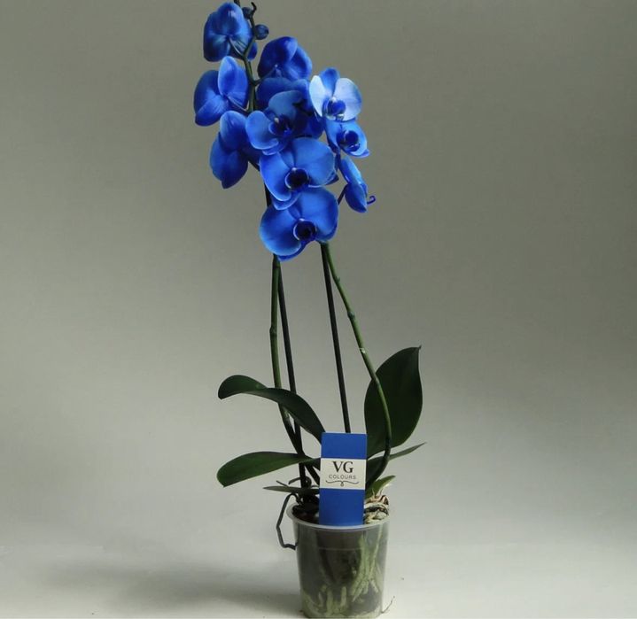 Королевская Синяя Орхидея