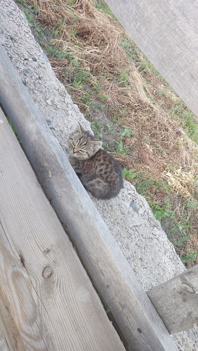 Котенок 3-4 месяца