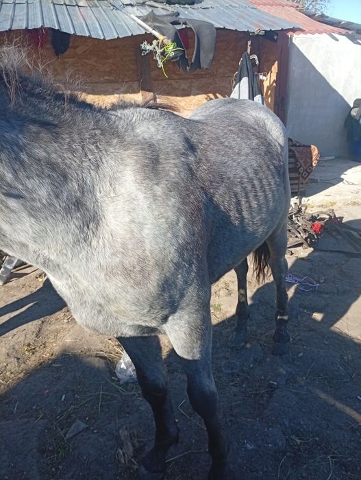 Vând un manz de doi ani ,l am prins la căruță de doua ori