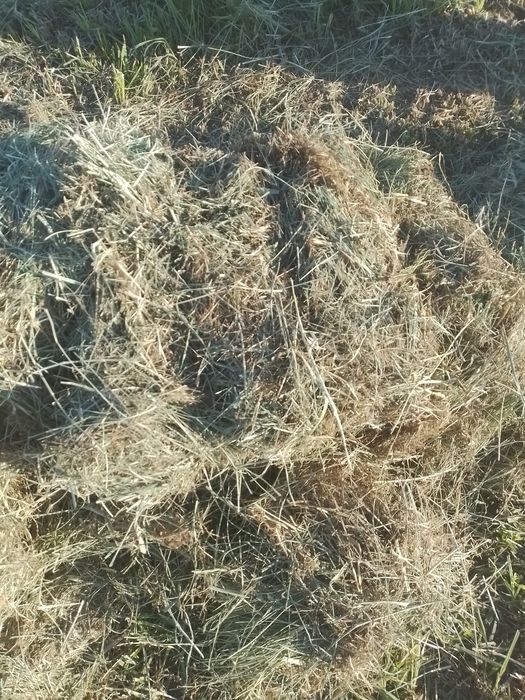 Продам сено разнотравье. Самовывоз.